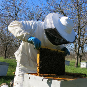 apiculteur-corse