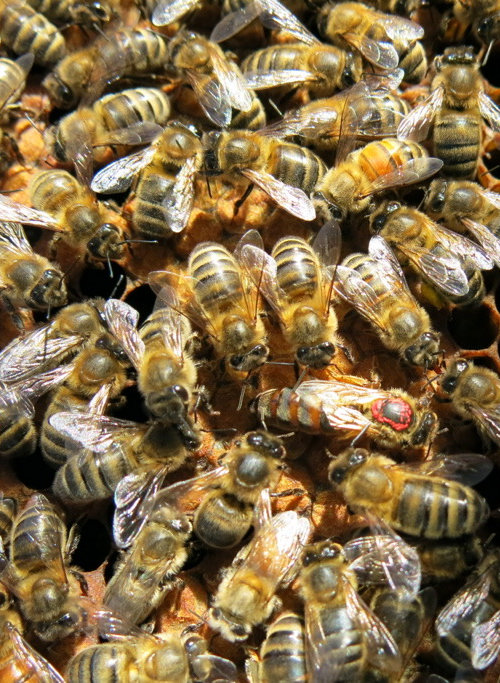 corse-abeilles-reines