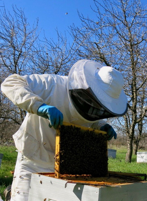 apiculteur-corse