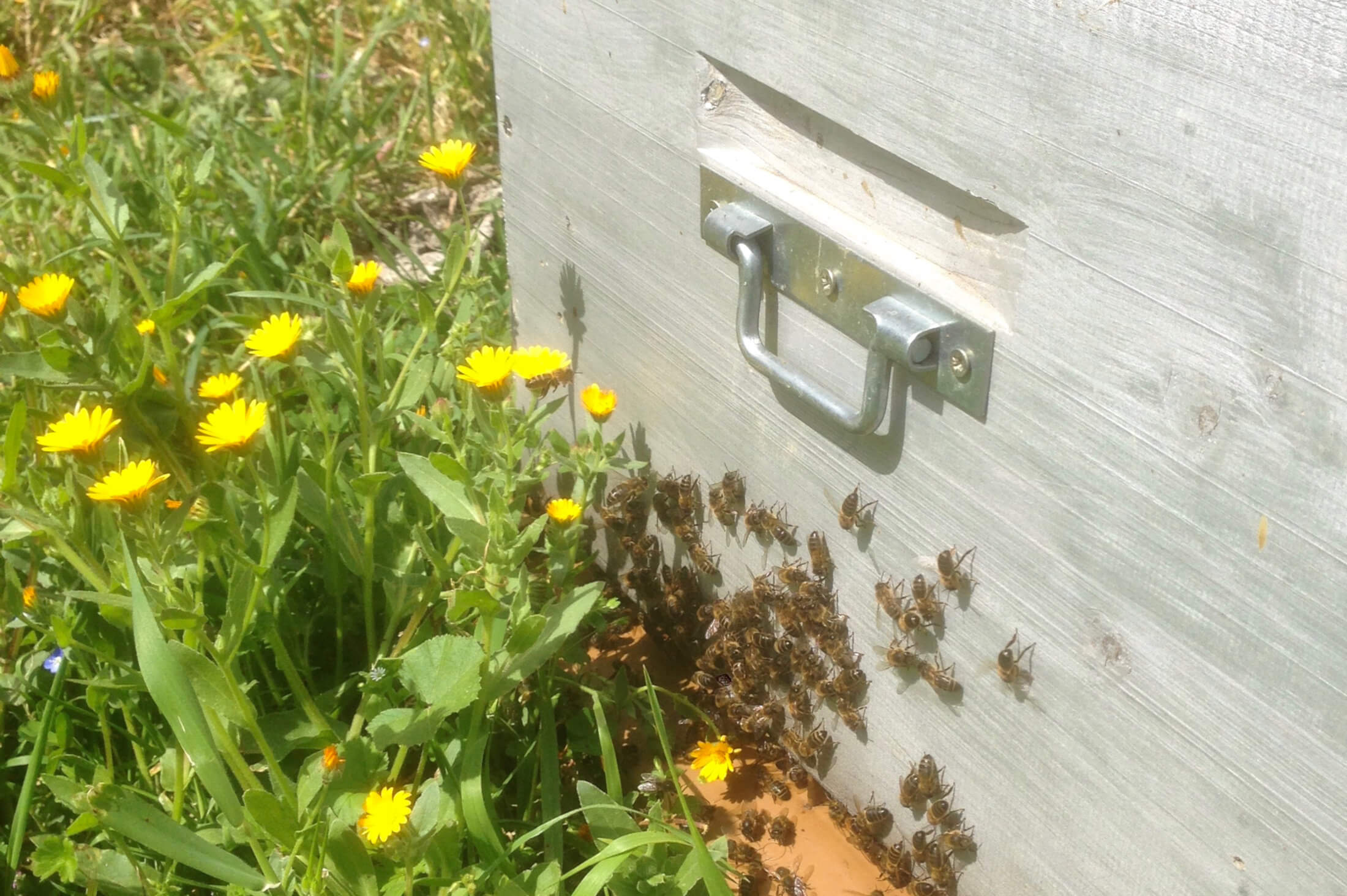 fleurs-abeilles-ruche-corse