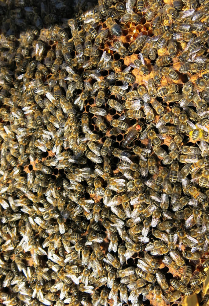 abeilles-et-reine-de-Corse