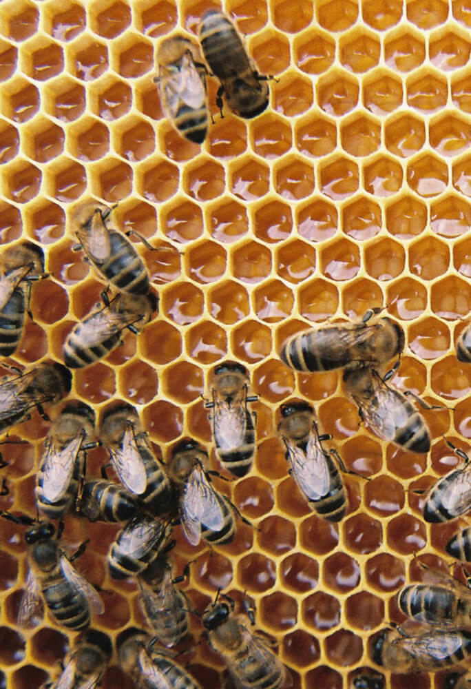 Les-abeilles-de-Corse