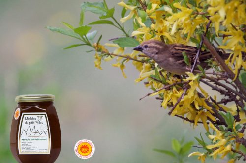 miel-maquis-de-printemps-Corse