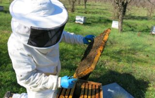 apiculteur-en-Corse