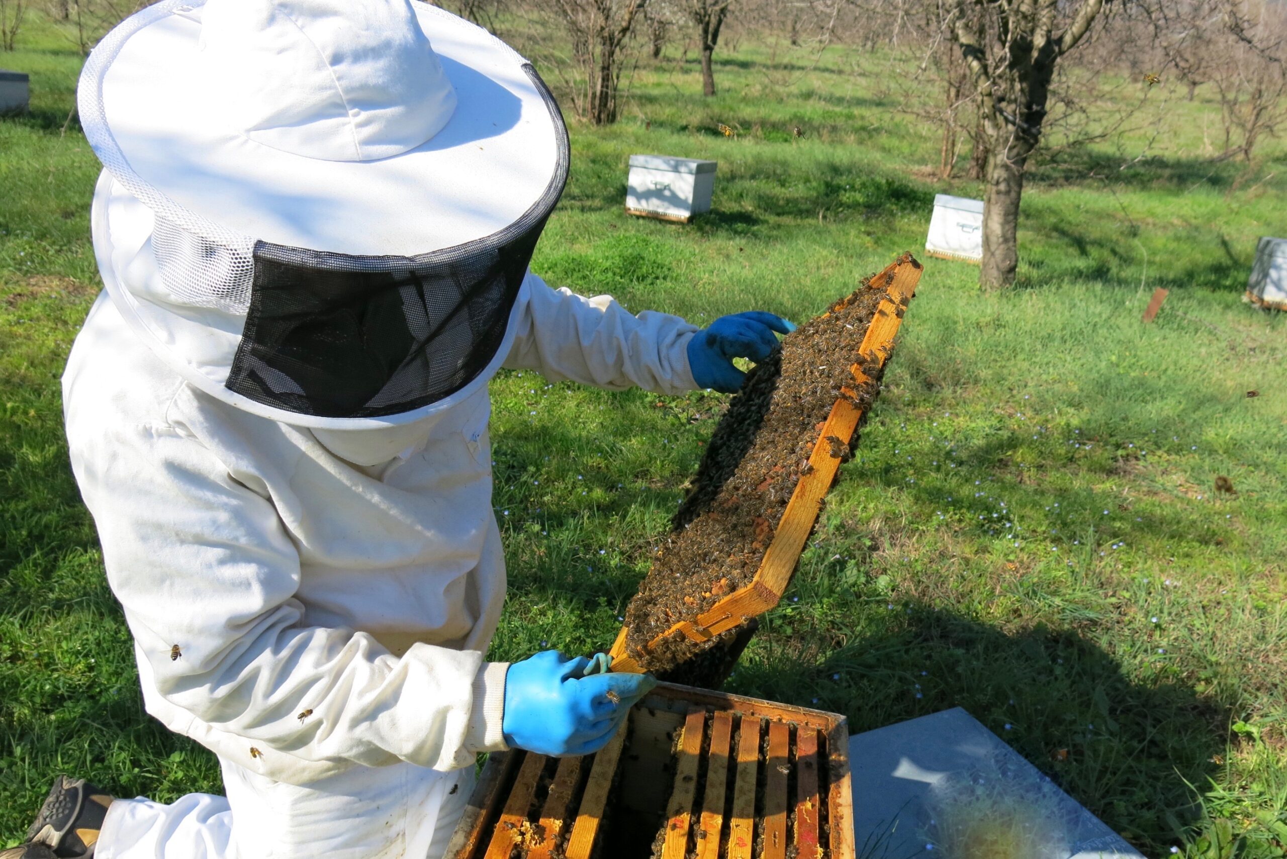 apiculteur-en-Corse